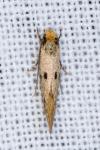 Tinea trinotella