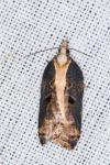 Acleris cristana