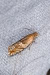 Ancylis comptana