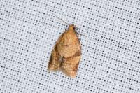 Clepsis consimilana