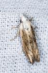 Eucosma albidulana
