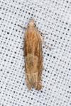 Eucosma conterminana