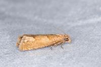 Pelochrista caecimaculana