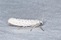 Yponomeuta evonymella
