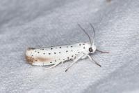 Yponomeuta