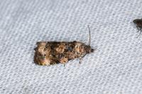 Endothenia gr. gentianaeana
