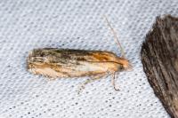 Eucosma gr. cana