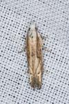 Eucosma albidulana
