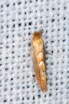 Phyllonorycter messaniella