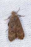 Anacampsis timidella