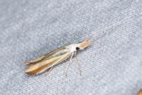 Coleophora