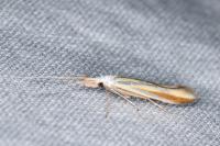 Coleophora