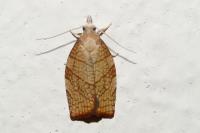 Pandemis corylana