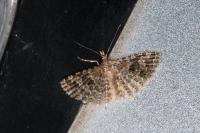Alucita hexadactyla
