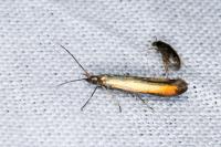 Coleophora