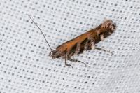 Aristotelia