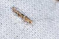 Acrocercops brongniardella
