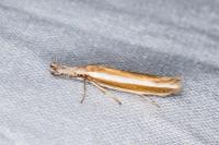 Pleurota aristella