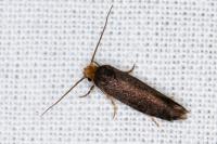 Cephimallota crassiflavella