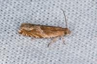 Ancylis comptana