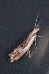 Ypsolopha scabrella