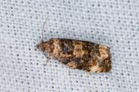 Endothenia gr. gentianaeana