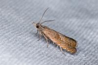 Dichrorampha acuminatana