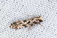Nemapogon