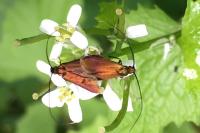Cauchas rufimitrella