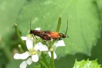 Cauchas rufimitrella