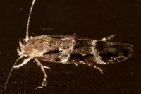 Mompha sturnipennella