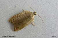 Acleris sparsana