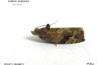 Eudemis porphyrana