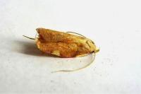 Carcina quercana
