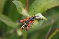 Pyropteron chrysidiforme