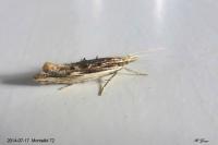 Ypsolopha scabrella