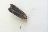 Dichomeris alacella