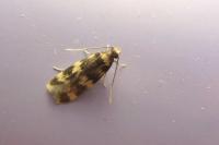 Oegoconia caradjai