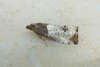 Notocelia roborana