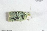 Acleris literana