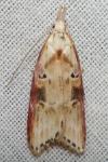 Anchinia daphnella