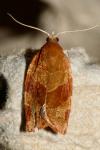 Pandemis cinnamomeana