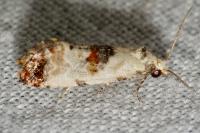Neocochylis hybridella