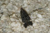 Dichomeris alacella