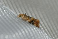 Lobesia reliquana