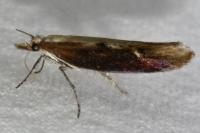 Ypsolopha falcella
