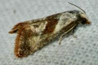 Falseuncaria ruficiliana