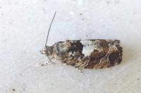 Eudemis profundana