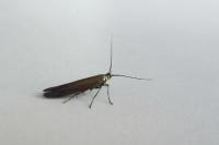 Coleophora frischella
