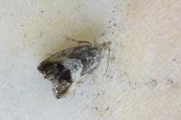Cydia splendana